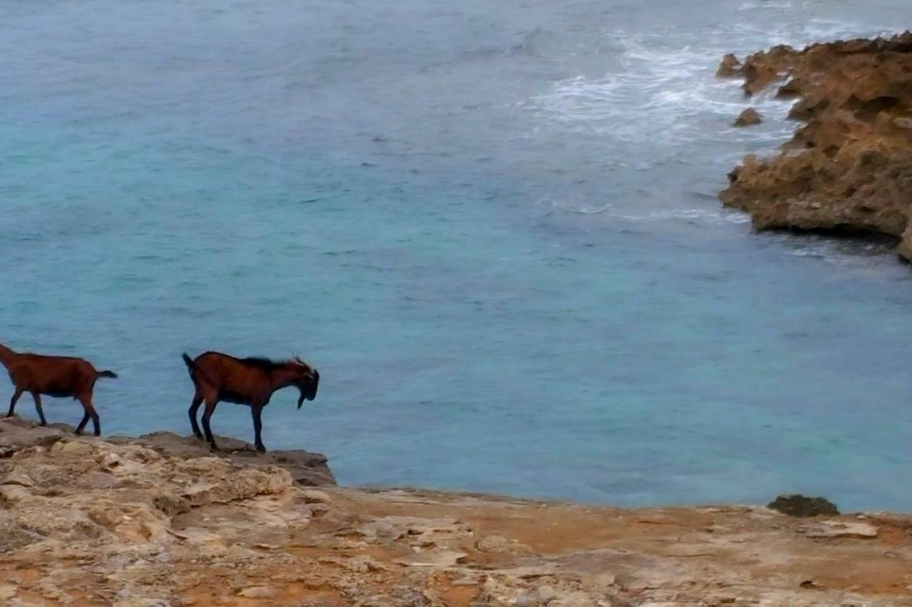 Es Fasser Alcudia  Bagian luar foto